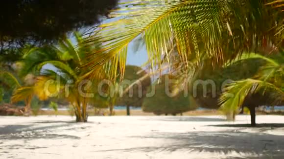 热带景观棕榈枝在阳光下随风摇摆视频的预览图
