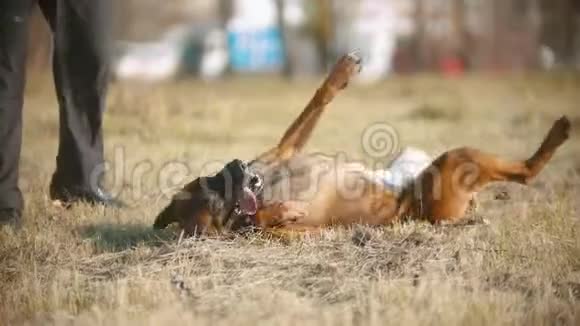 一只德国牧羊犬在教练的带领下翻滚视频的预览图