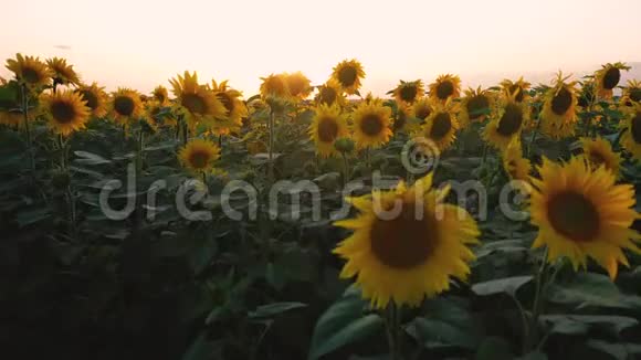 在美丽的日落背景下向日葵花田的俯视图视频的预览图