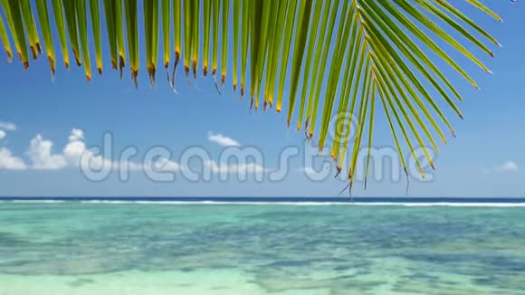 热带海滩上的棕榈叶在微风中与带礁的绿松石泻湖和平摇曳蓝天和白色视频的预览图