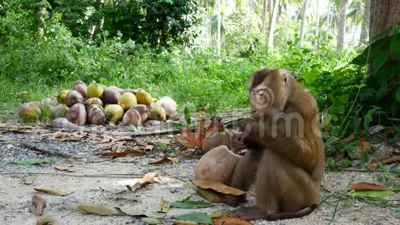 猴子在吃椰子采集椰子的猴子获得了工作奖视频的预览图