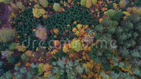 鸟瞰秋林绿黄相间落叶和针叶林混交上面的秋天森林视频的预览图