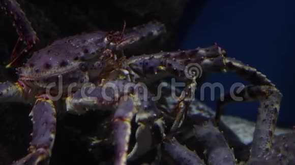 一只巨大的龙虾在海底特写镜头中移动它的嘴视频的预览图