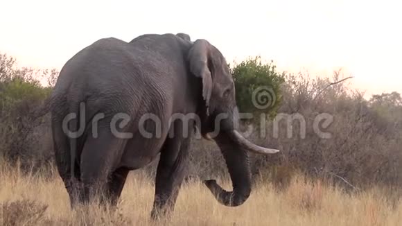大象站在高高的草丛里视频的预览图