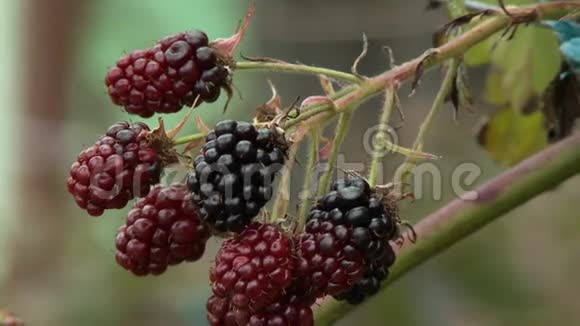 成熟和未成熟的博森莓视频的预览图