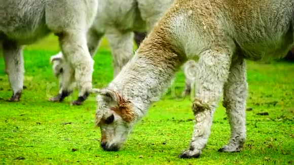 羊驼和羊在吃草视频的预览图