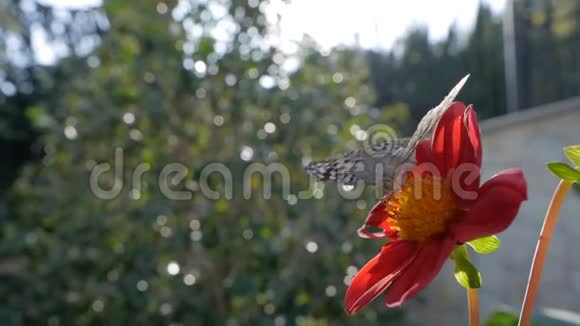 一只蝴蝶在一朵红花上喝花蜜视频的预览图