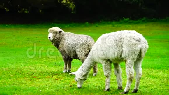 羊驼和羊在吃草视频的预览图