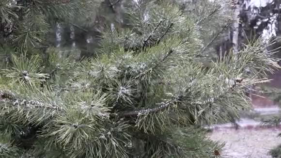冬天森林里白雪皑皑的松树视频的预览图