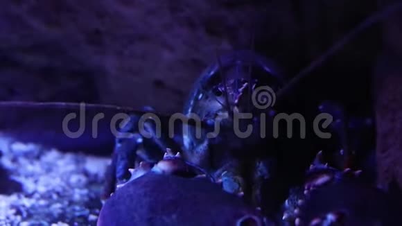 一只黑色的大特写螃蟹看着镜头动了动嘴海洋的外来动物视频的预览图