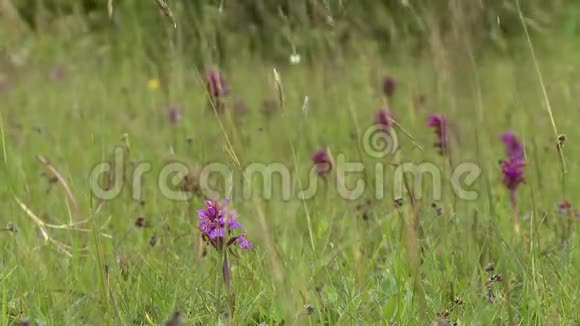 紫纹花在田野里视频的预览图