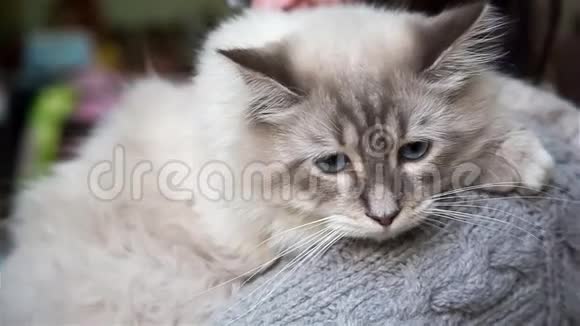 可爱的白猫和蓝眼睛视频的预览图