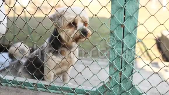 约克郡猎犬品种的孤独狗坐在铁网后面视频的预览图