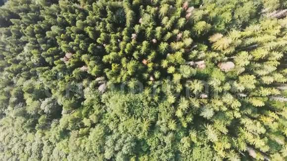 高空俯瞰飞越松树林视频的预览图