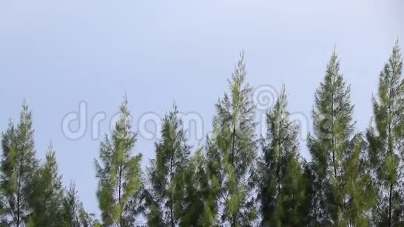 松树随风而逝视频的预览图