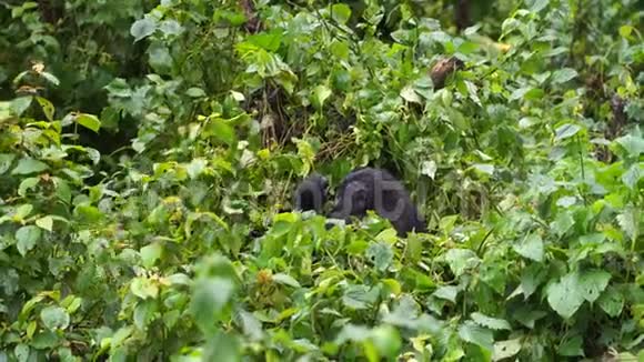 一只大猩猩在丛林深处隐藏婴儿打哈欠和伸展身体视频的预览图