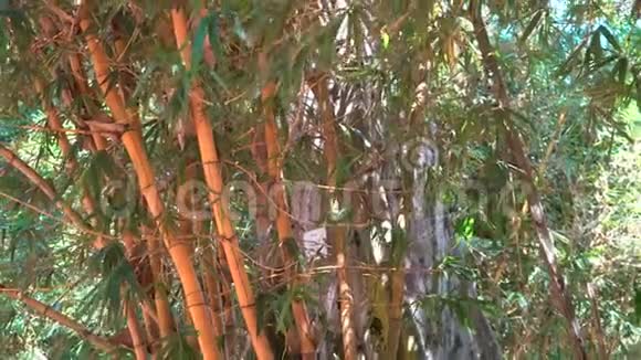 竹筒和树叶在风中的移动视频的预览图