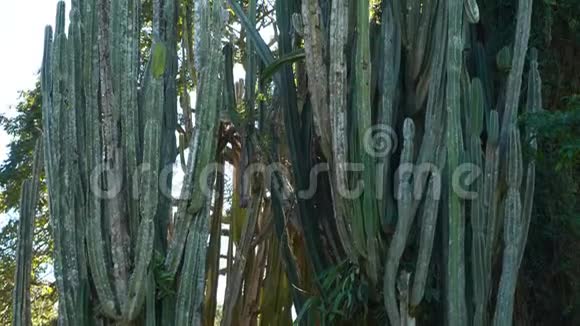 仙人掌科的大树马利筋坎德拉布拉树视频的预览图