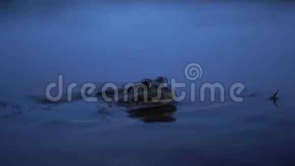 一只大蟾蜍坐在水里视频的预览图