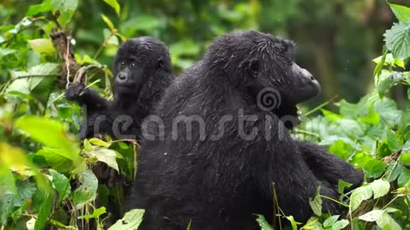 一只带着孩子的大猩猩坐在附近打哈欠转身咀嚼灌木丛中的嫩芽视频的预览图