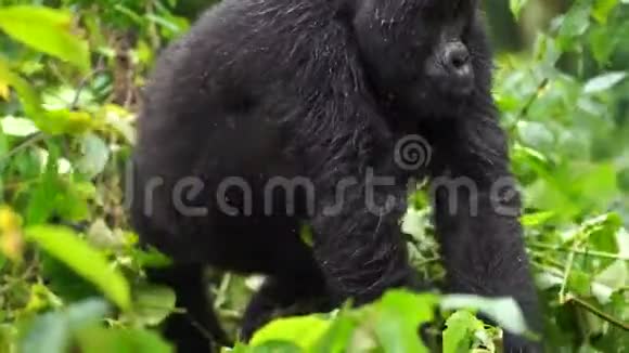 一只带着孩子的大猩猩搬到新的地方视频的预览图