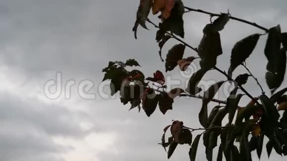 树枝和树叶在风中飘扬视频的预览图