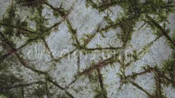 混凝土上奇特的苔藓图案视频的预览图