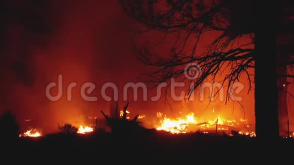 森林大火向右靠近视频的预览图