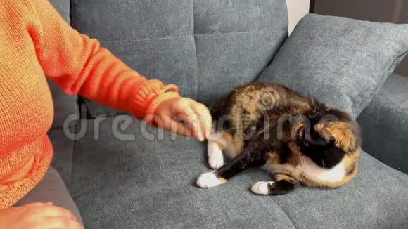 女人爱抚坐在灰色沙发上的猫爱抚宠物的概念视频的预览图