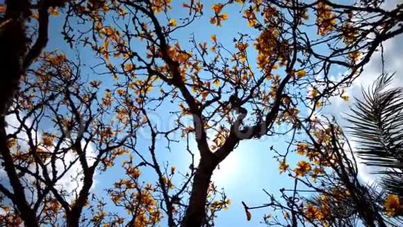 盛开的金色喇叭树在风中平衡视频的预览图