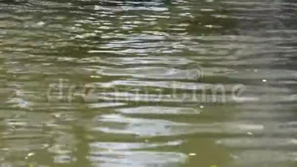 天然运河中水波的反射视频的预览图