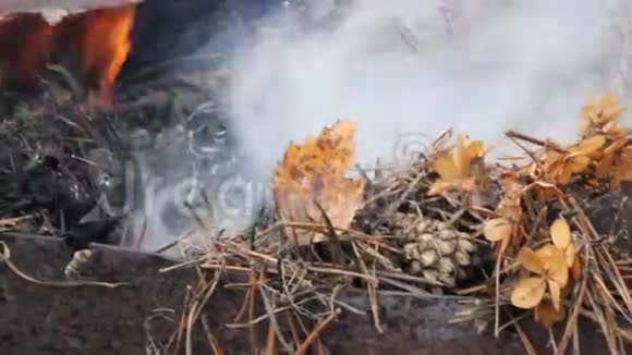 树林里的火风吹着火蔓延到新的领土视频的预览图