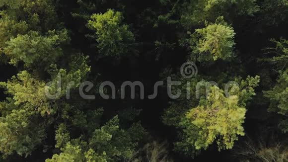 恐怖电影中神秘的针叶林的俯视图视频的预览图