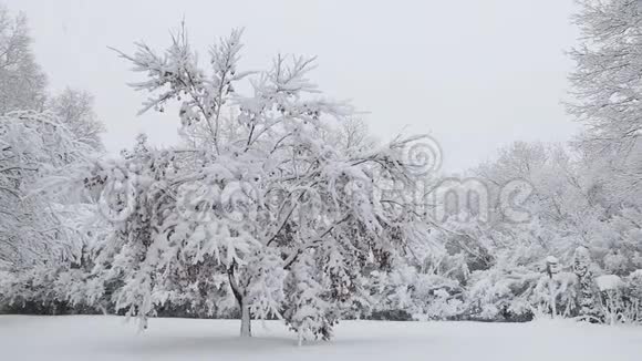 暴风雪中冰雪覆盖的树木微风轻拂营造了宁静的环境视频的预览图