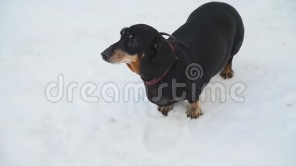 狗站在雪地上视频的预览图