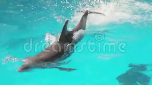 受过训练的海豚游泳视频的预览图