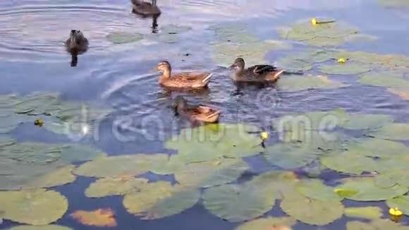 鸭子沿着河游湖上野鸭吃面包视频的预览图
