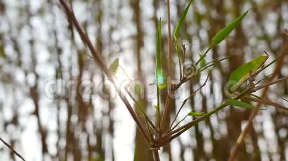 绿叶竹茎有阳光照射镜头耀斑视频的预览图