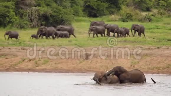 大象群向河走视频的预览图