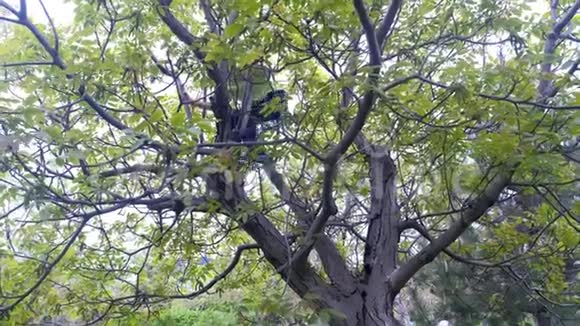 男孩正在城市公园的大树上攀爬孩子在户外活动视频的预览图