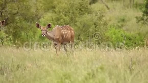 雌性Kudu和雄性幼鱼在草原上觅食视频的预览图