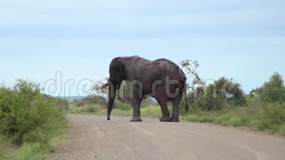 大型雄象站在路上视频的预览图