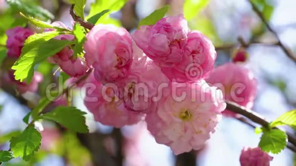 盛开的樱花枝迎风飘扬视频的预览图