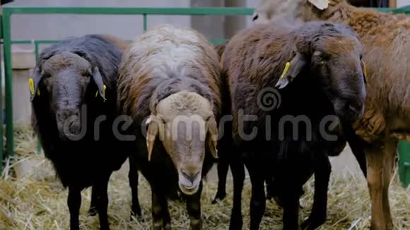 三只羊在吃干草视频的预览图