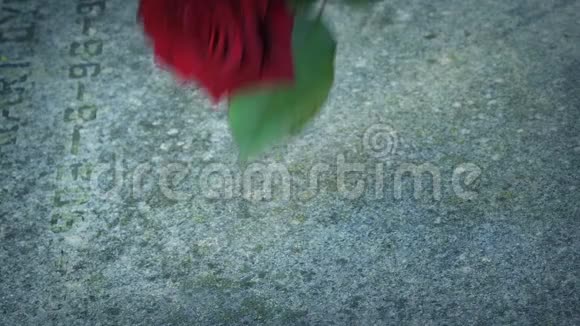 战争纪念碑或坟墓上的玫瑰视频的预览图