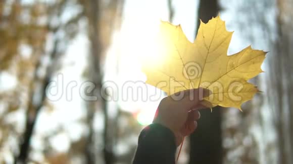 雌手握着黄秋叶迎着灿烂的阳光视频的预览图