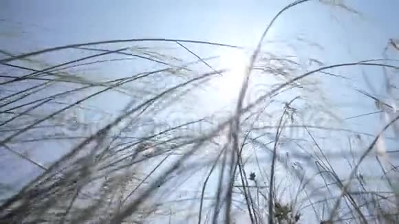 萼片草在阳光照射下阳光照亮草地上的草地草甸植物在朝阳下生长选选视频的预览图