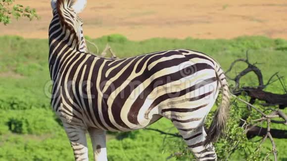 斑马站在南非萨凡纳的草地上视频的预览图