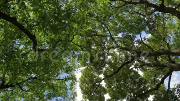 绿色的树梢在风中视频的预览图