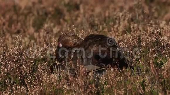 一种令人惊叹的红松鸡LagopusLagopus在苏格兰高地的石楠中捕食视频的预览图